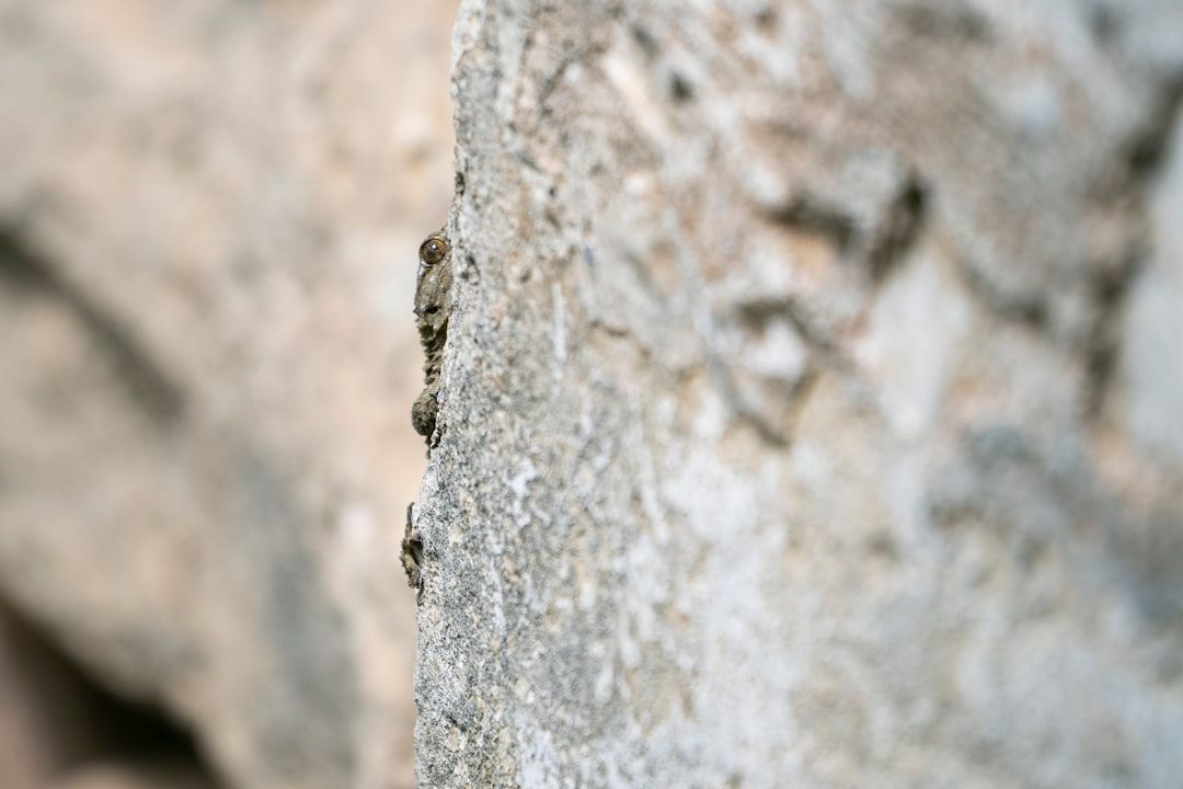 Malta countryside nature landscape